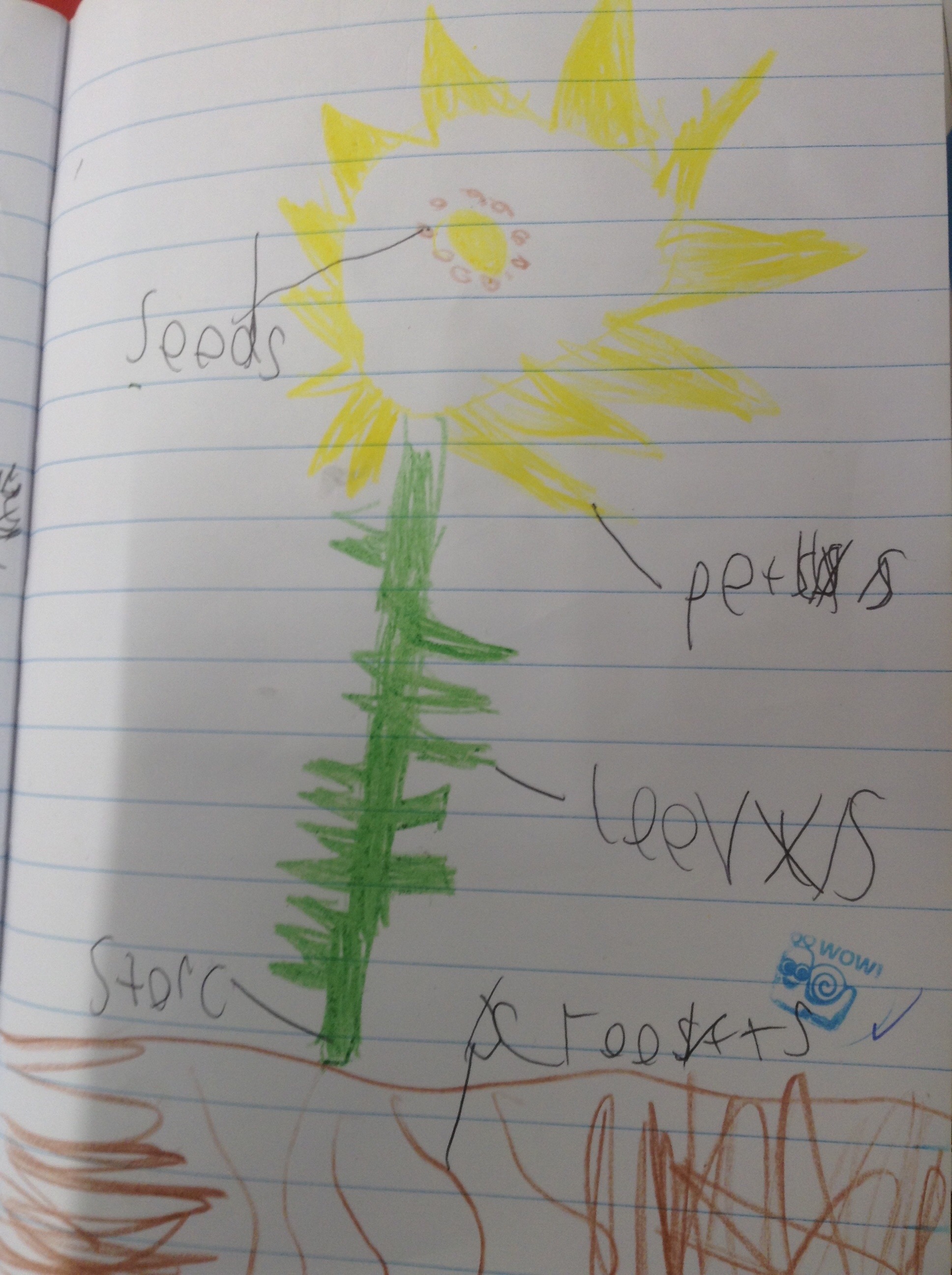 homework about plants